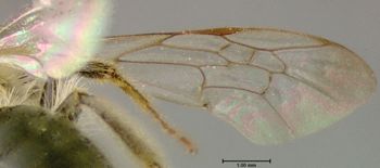 Media type: image;   Entomology 609582 Aspect: front wing